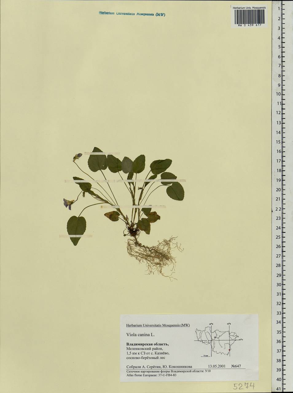 Viola canina L., Eastern Europe, Central region (E4) (Russia)