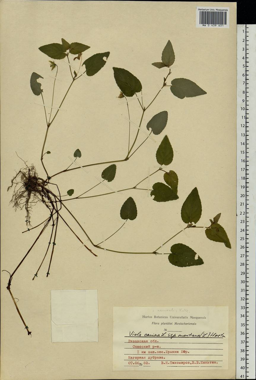 Viola canina L., Eastern Europe, Central region (E4) (Russia)