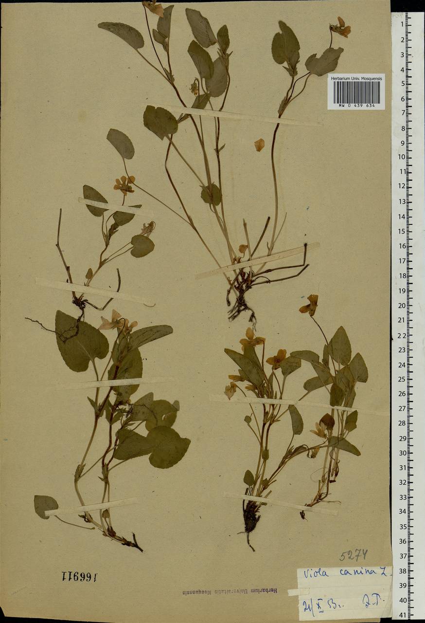 Viola canina L., Eastern Europe, Central region (E4) (Russia)