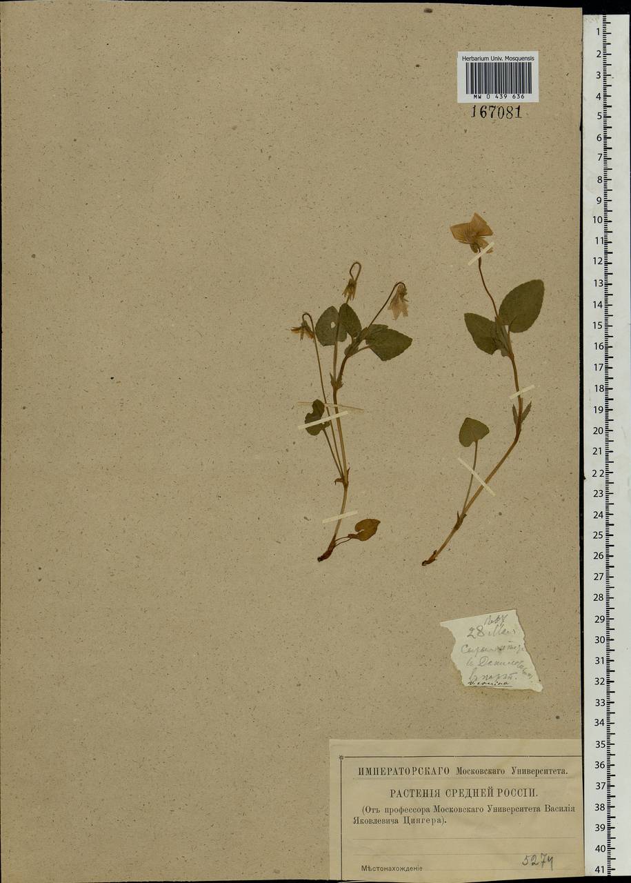 Viola canina L., Eastern Europe, Central region (E4) (Russia)