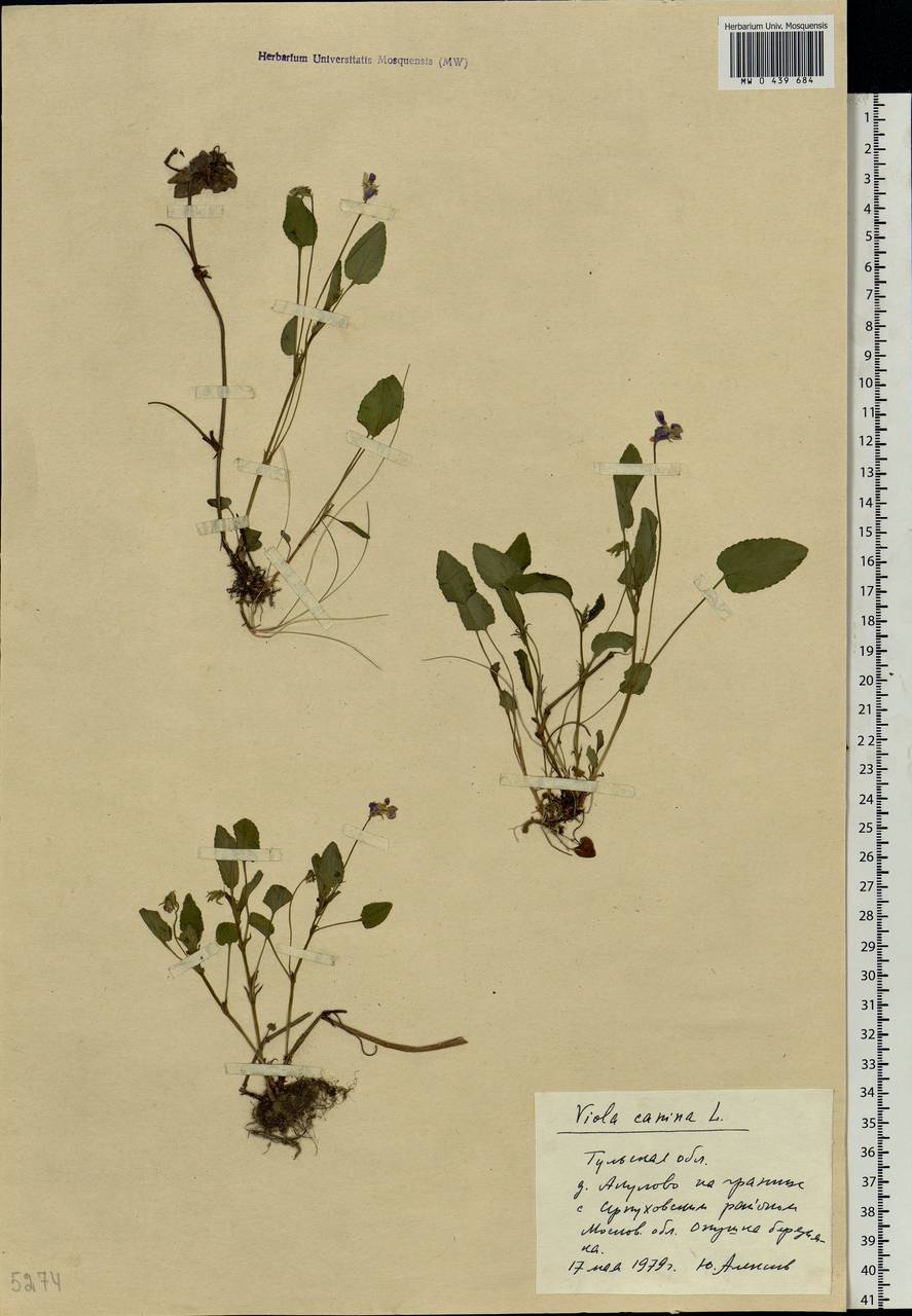 Viola canina L., Eastern Europe, Central region (E4) (Russia)