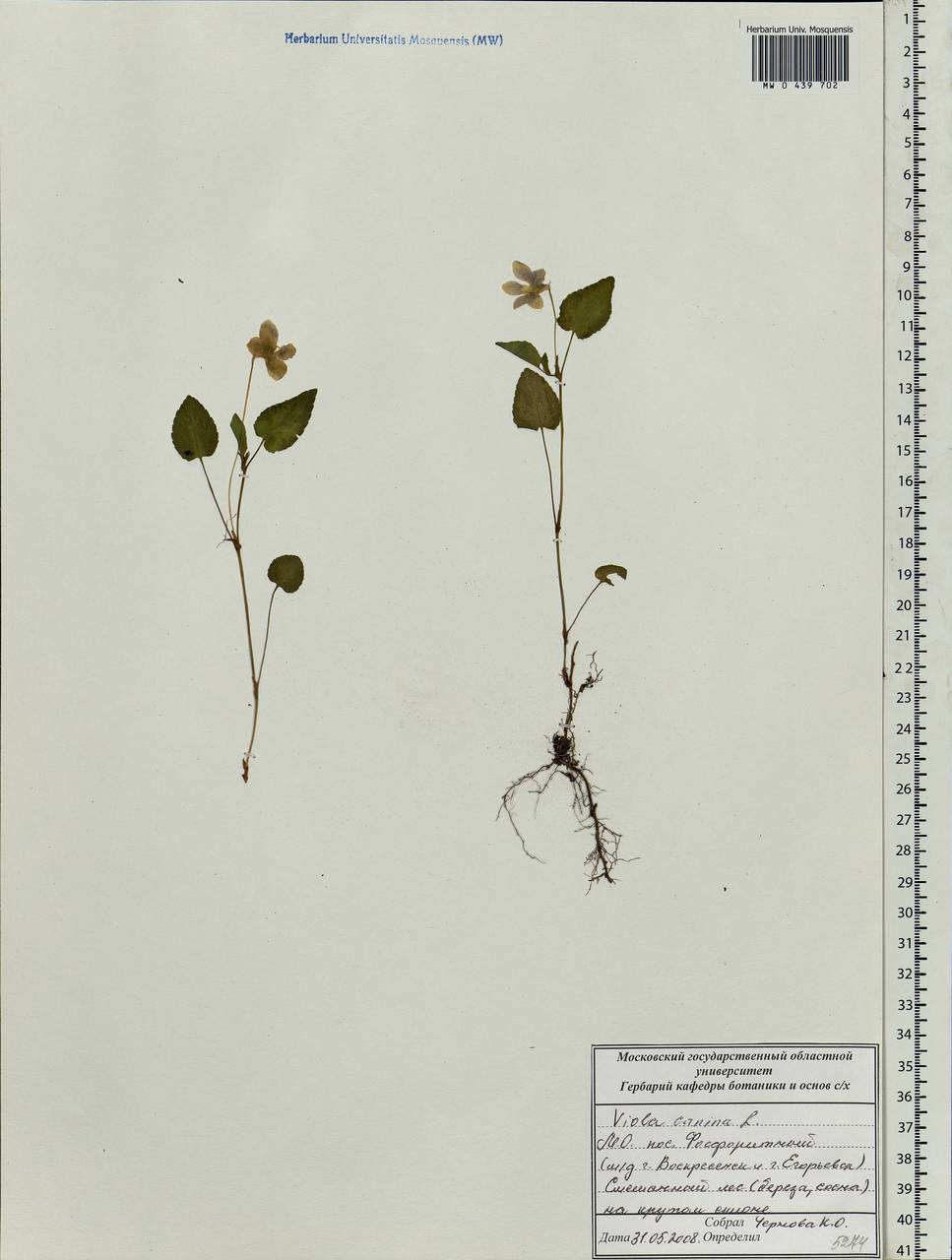 Viola canina L., Eastern Europe, Moscow region (E4a) (Russia)