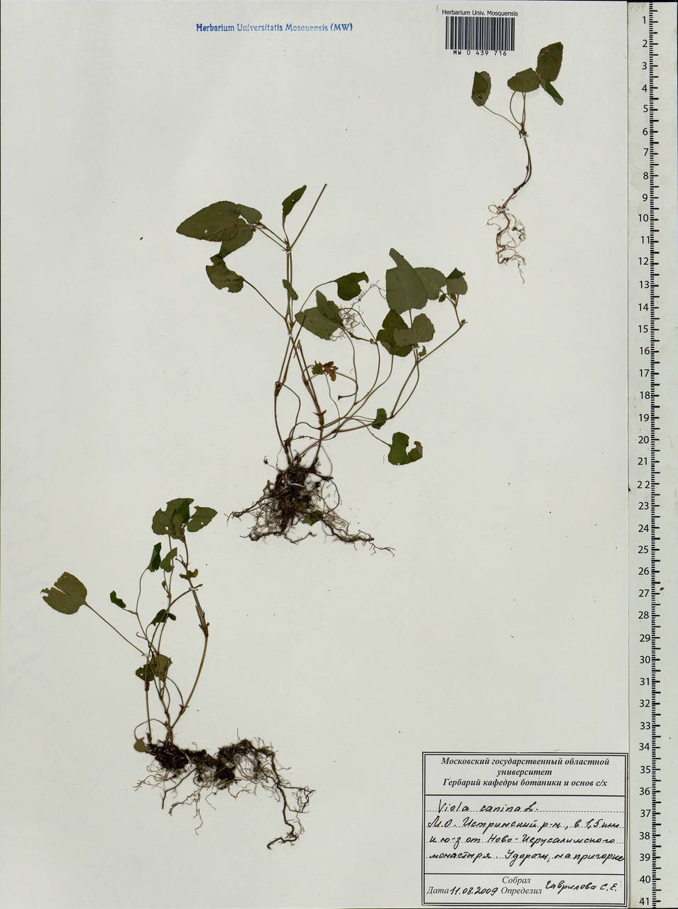 Viola canina L., Eastern Europe, Moscow region (E4a) (Russia)