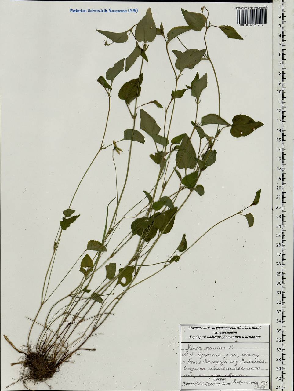 Viola canina L., Eastern Europe, Moscow region (E4a) (Russia)