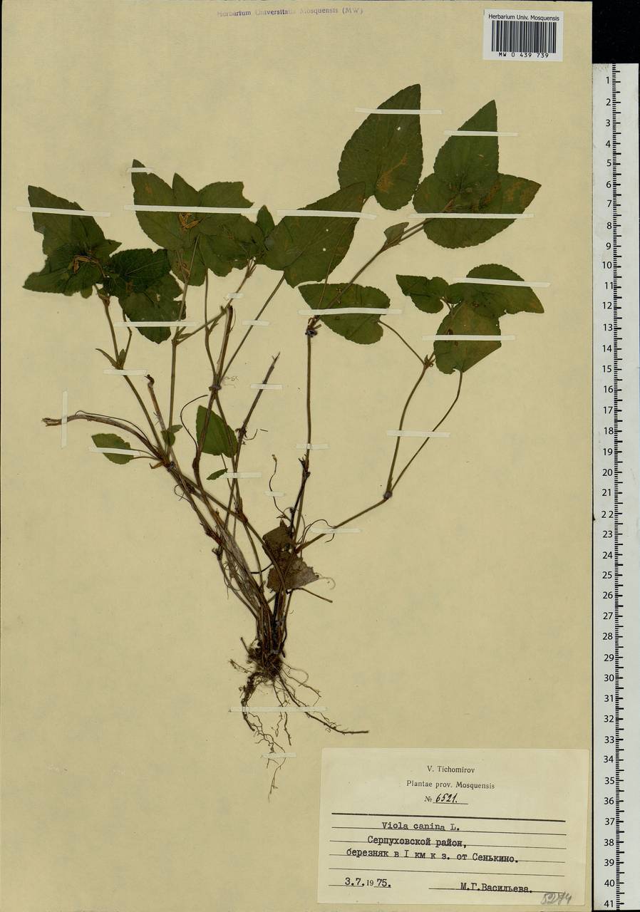 Viola canina L., Eastern Europe, Moscow region (E4a) (Russia)