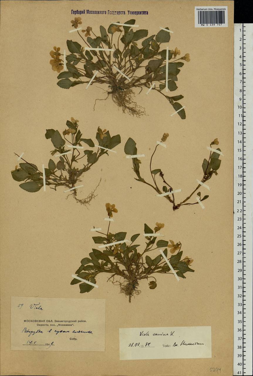 Viola canina L., Eastern Europe, Moscow region (E4a) (Russia)