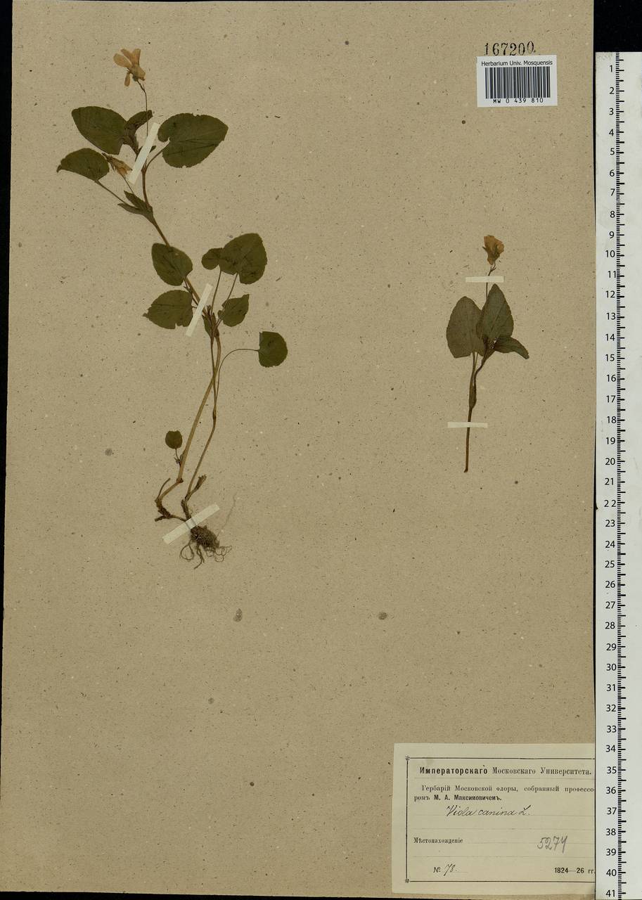 Viola canina L., Eastern Europe, Moscow region (E4a) (Russia)