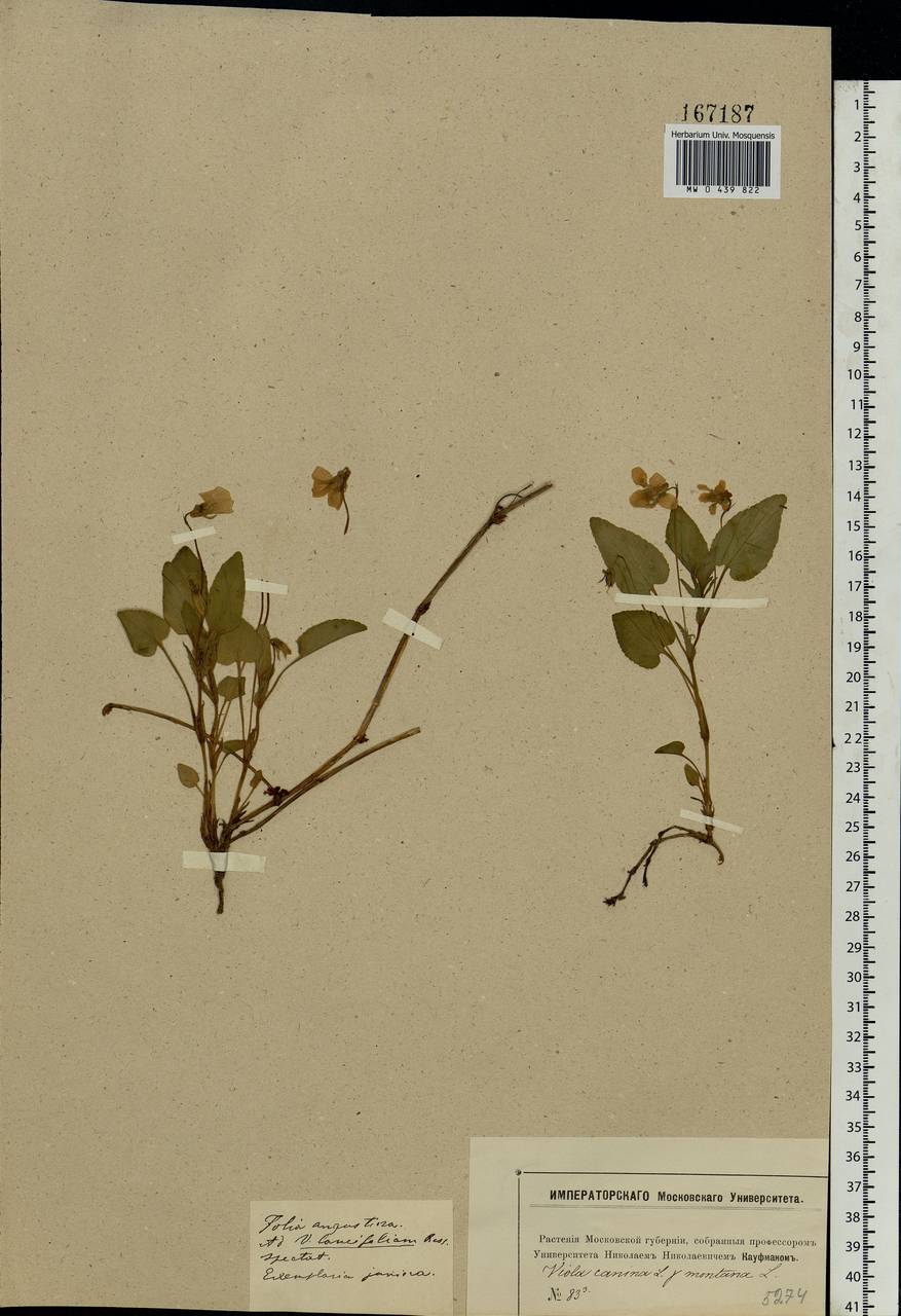 Viola canina L., Eastern Europe, Moscow region (E4a) (Russia)