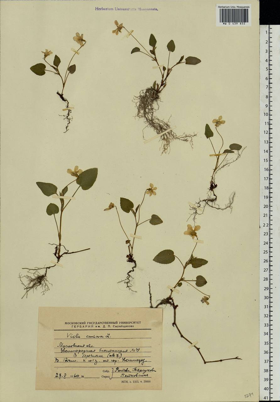 Viola canina L., Eastern Europe, Moscow region (E4a) (Russia)