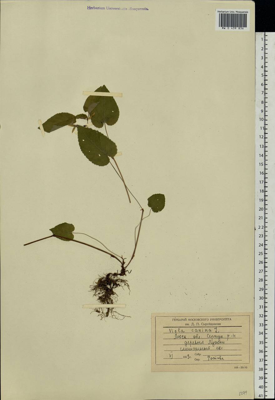 Viola canina L., Eastern Europe, Moscow region (E4a) (Russia)