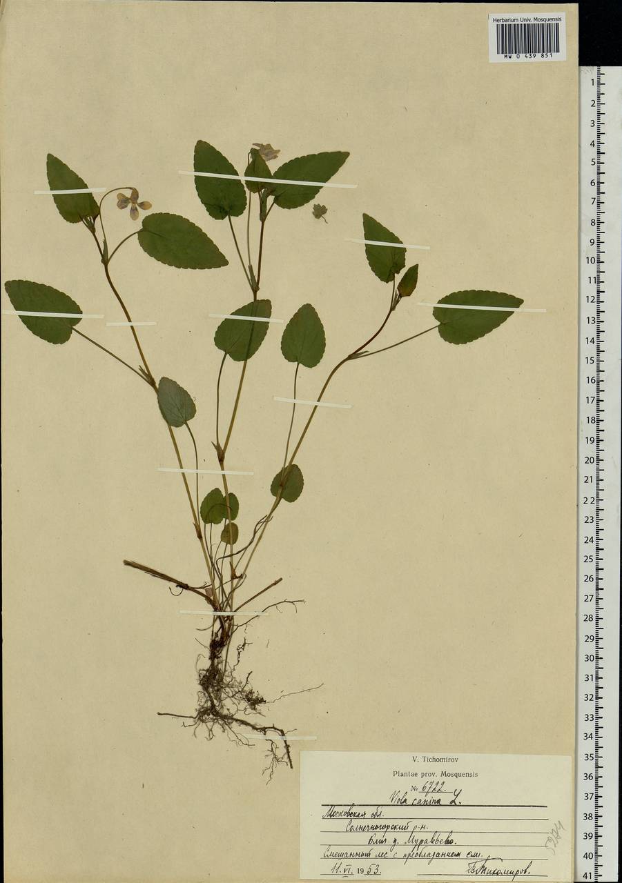 Viola canina L., Eastern Europe, Moscow region (E4a) (Russia)