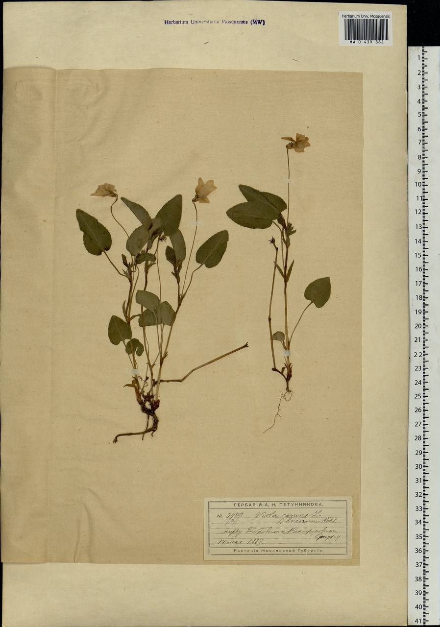 Viola canina L., Eastern Europe, Moscow region (E4a) (Russia)