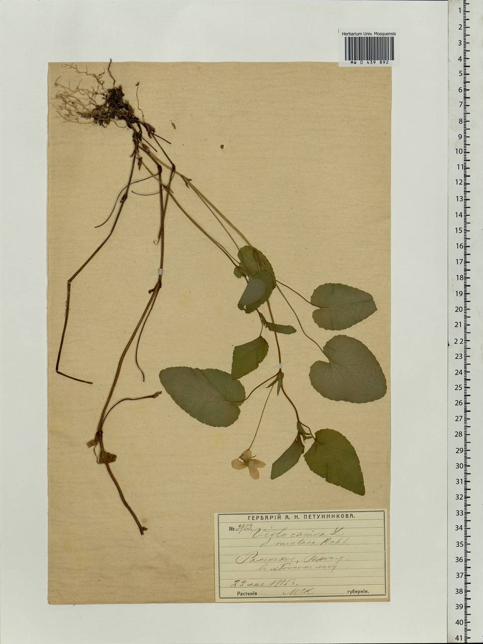 Viola canina L., Eastern Europe, Moscow region (E4a) (Russia)