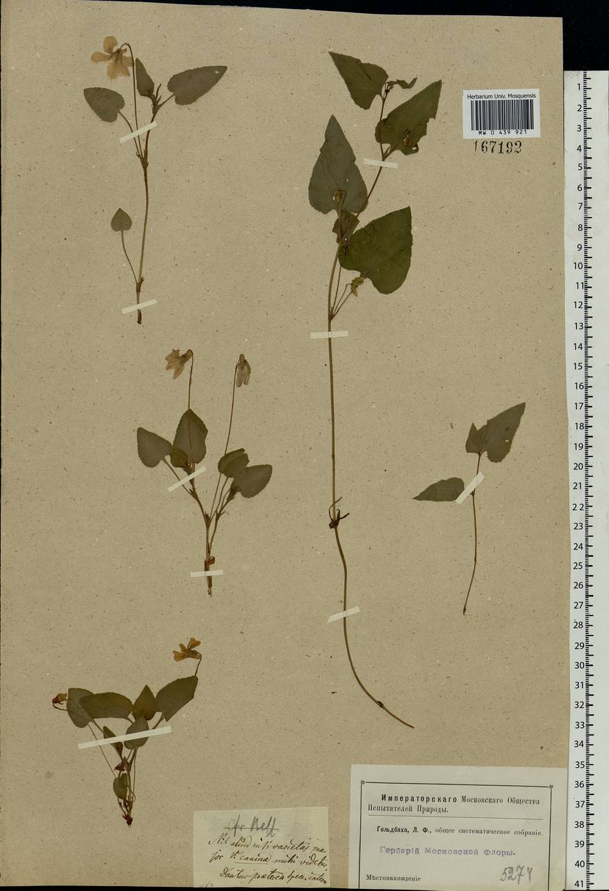 Viola canina L., Eastern Europe, Moscow region (E4a) (Russia)