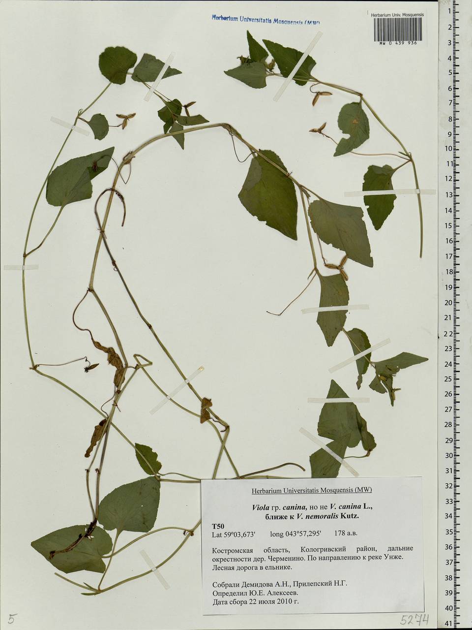 Viola canina L., Eastern Europe, Central forest region (E5) (Russia)