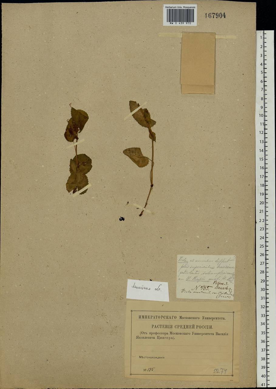 Viola canina L., Eastern Europe, Central forest-and-steppe region (E6) (Russia)