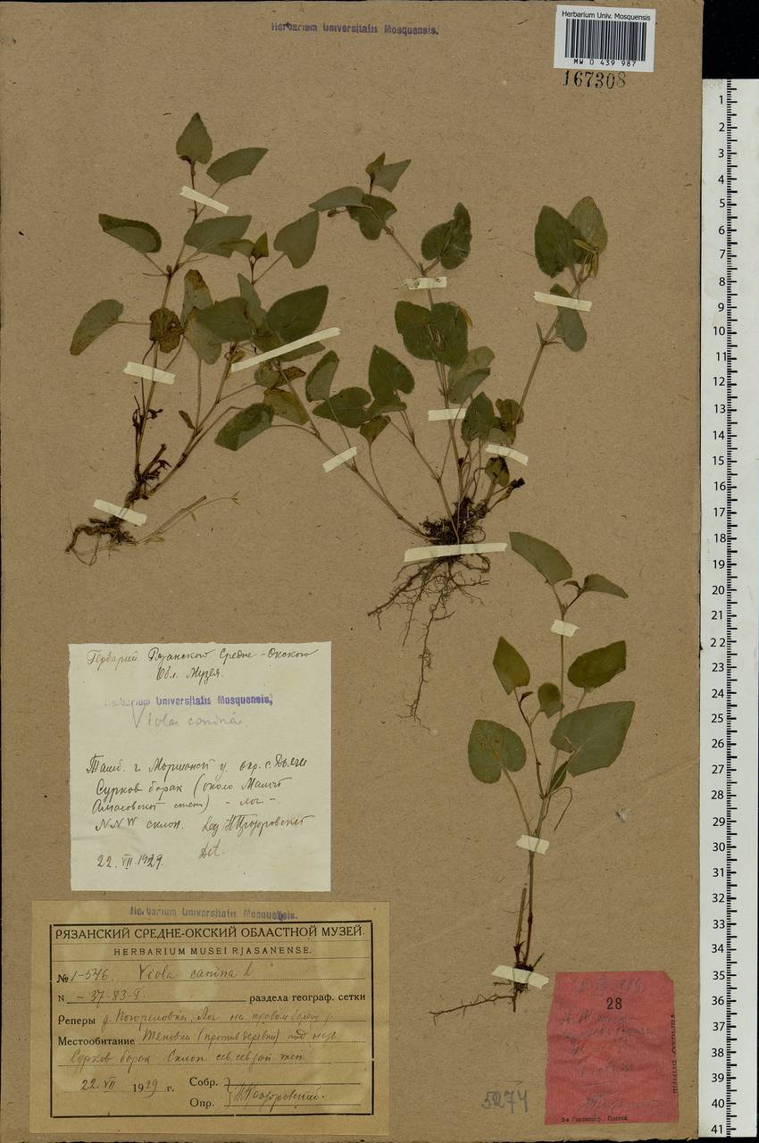 Viola canina L., Eastern Europe, Central forest-and-steppe region (E6) (Russia)