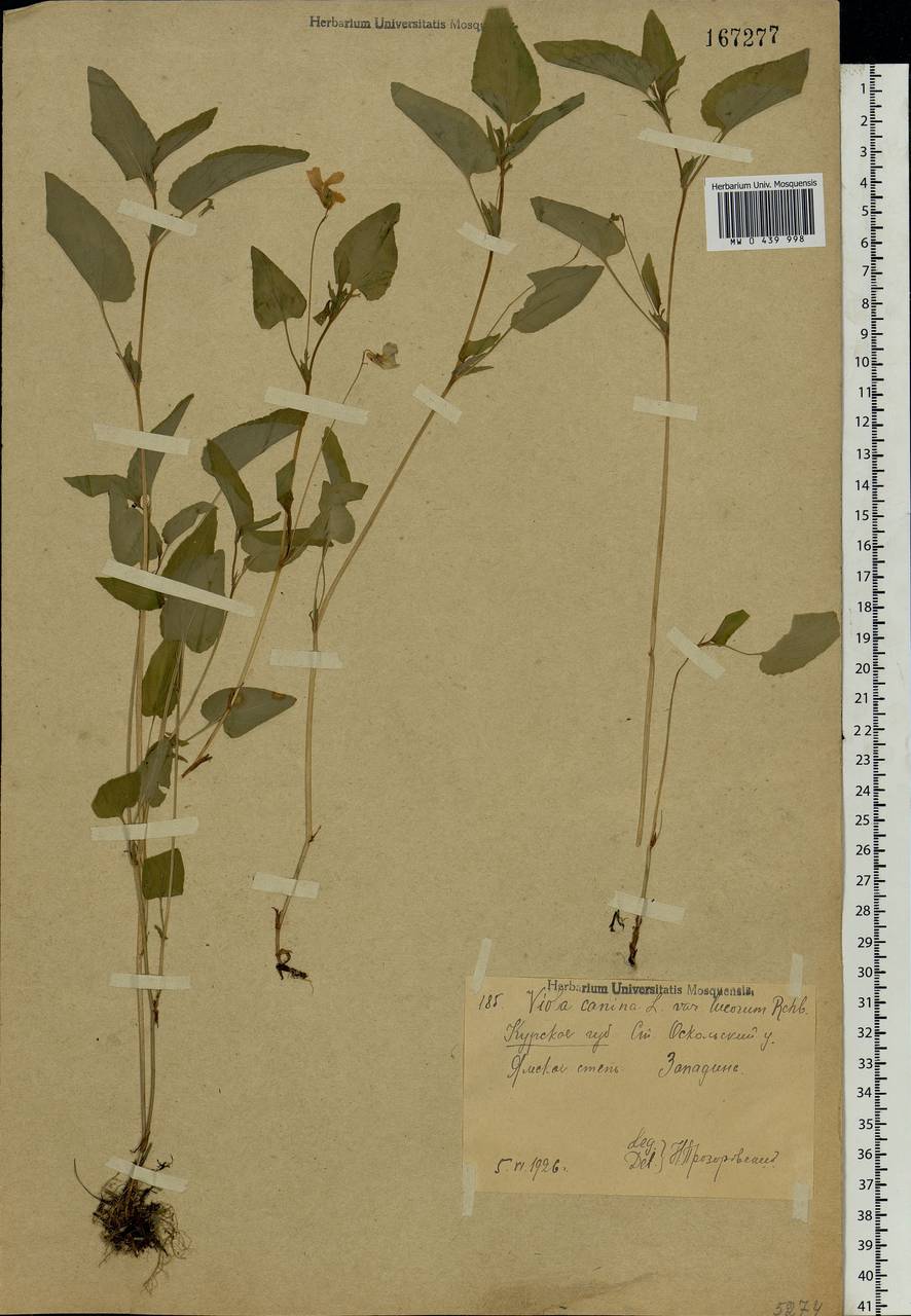 Viola canina L., Eastern Europe, Central forest-and-steppe region (E6) (Russia)