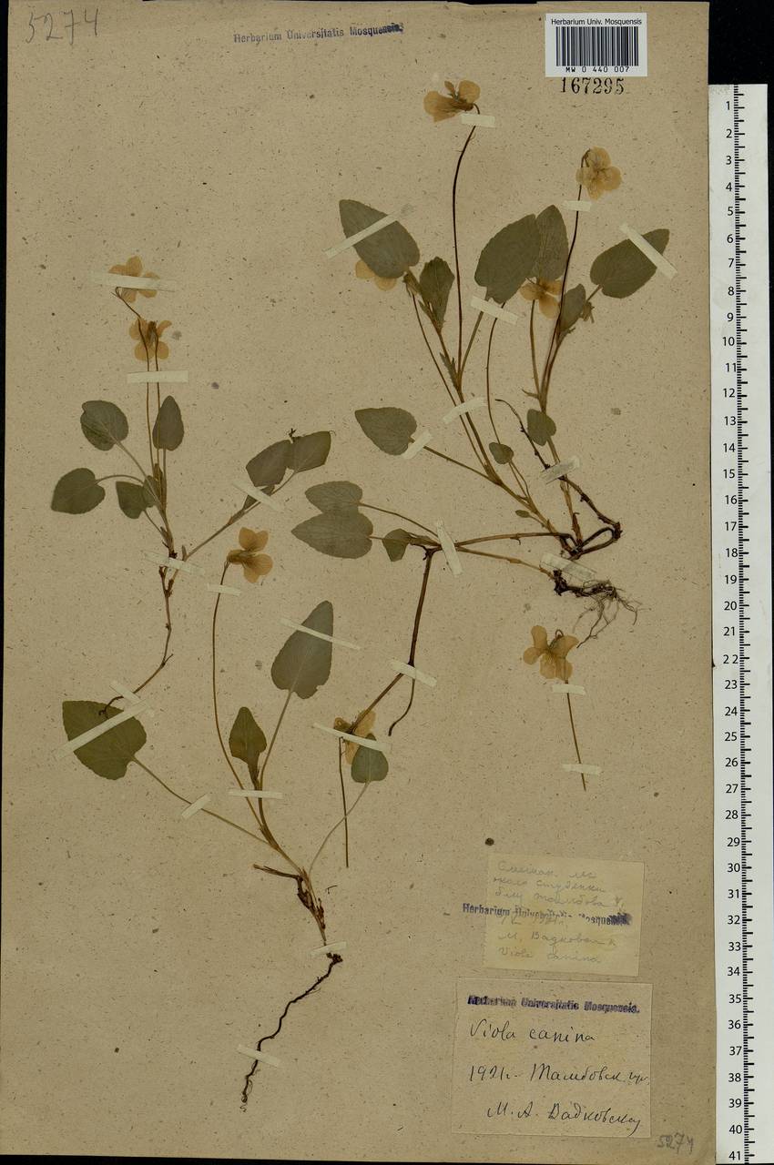 Viola canina L., Eastern Europe, Central forest-and-steppe region (E6) (Russia)