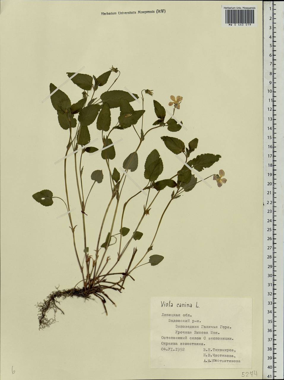 Viola canina L., Eastern Europe, Central forest-and-steppe region (E6) (Russia)