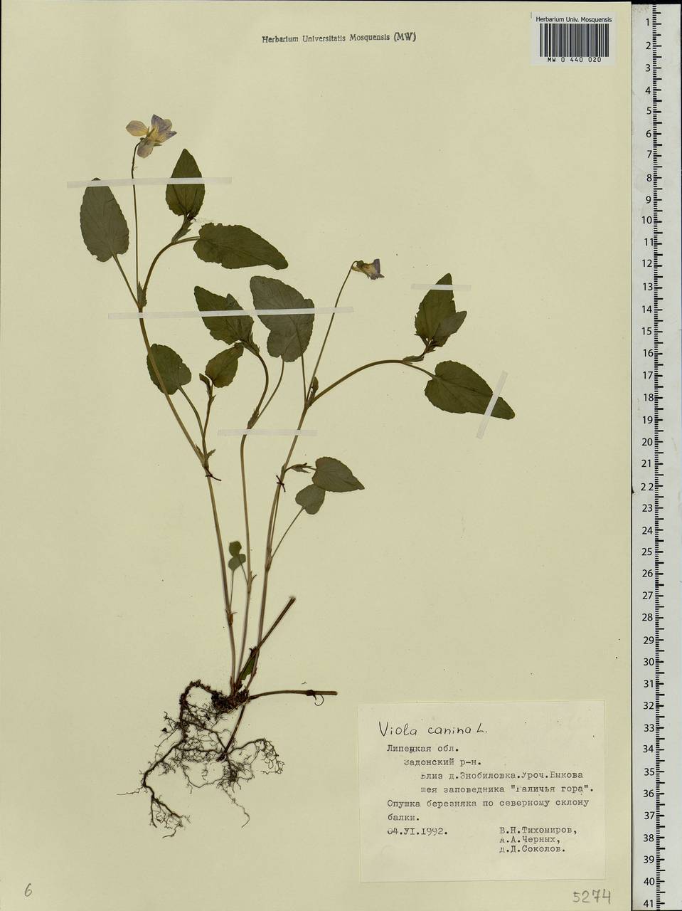 Viola canina L., Eastern Europe, Central forest-and-steppe region (E6) (Russia)