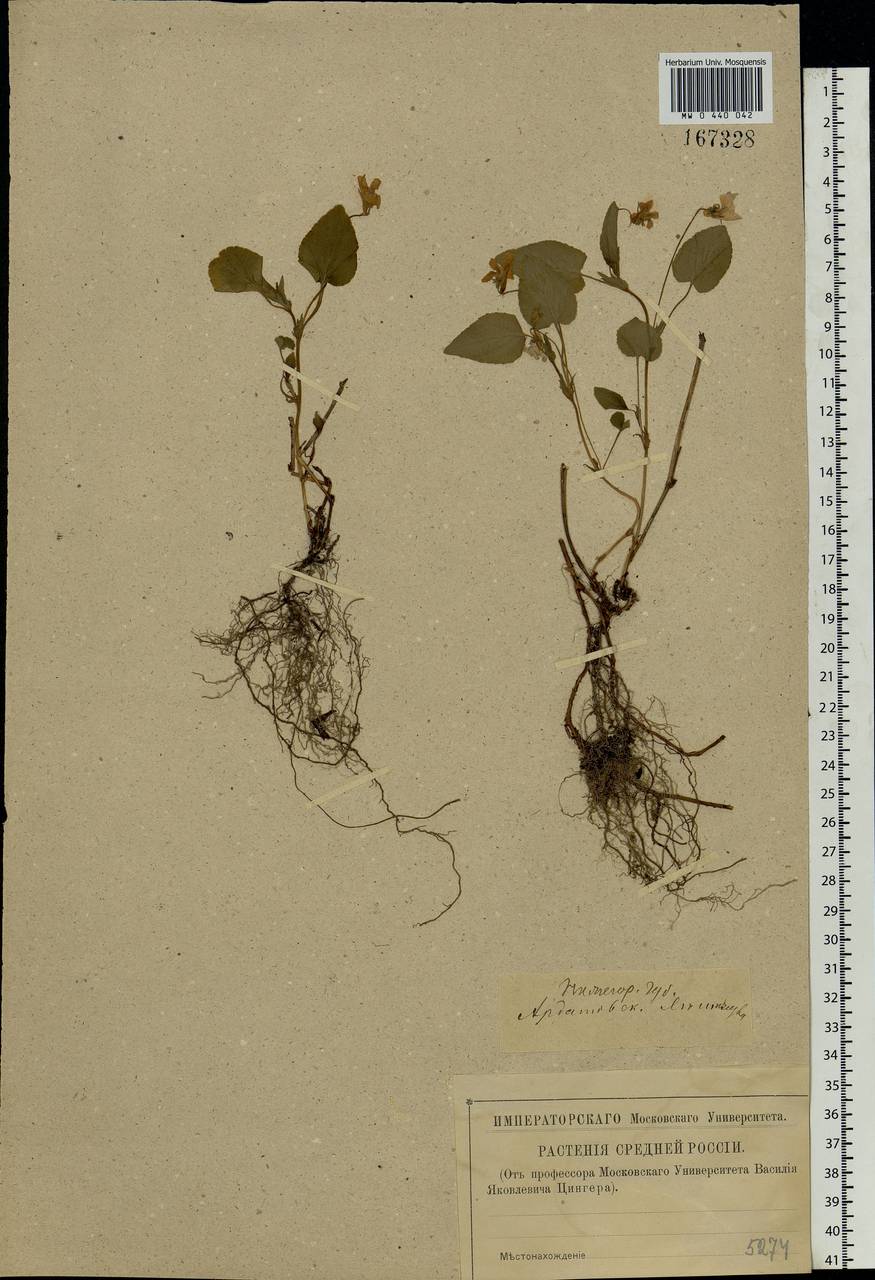 Viola canina L., Eastern Europe, Middle Volga region (E8) (Russia)
