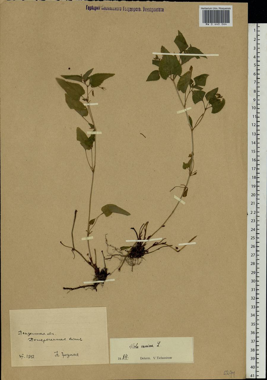 Viola canina L., Eastern Europe, Middle Volga region (E8) (Russia)
