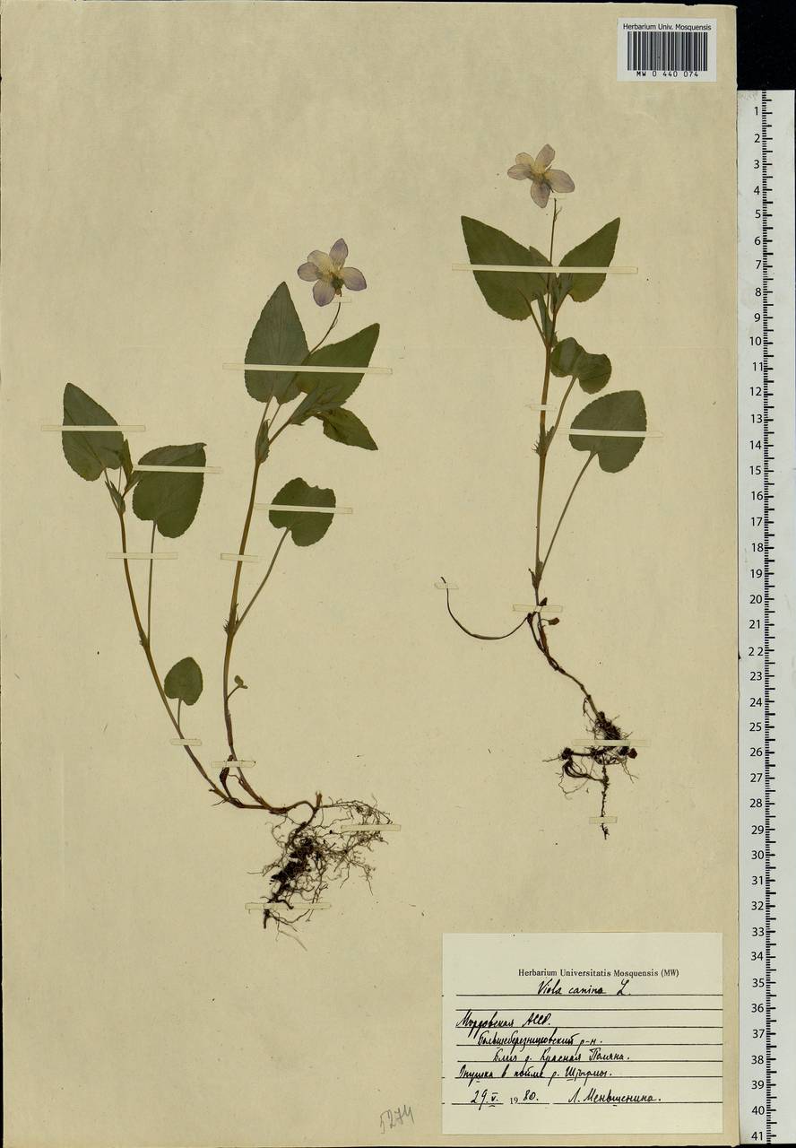 Viola canina L., Eastern Europe, Middle Volga region (E8) (Russia)