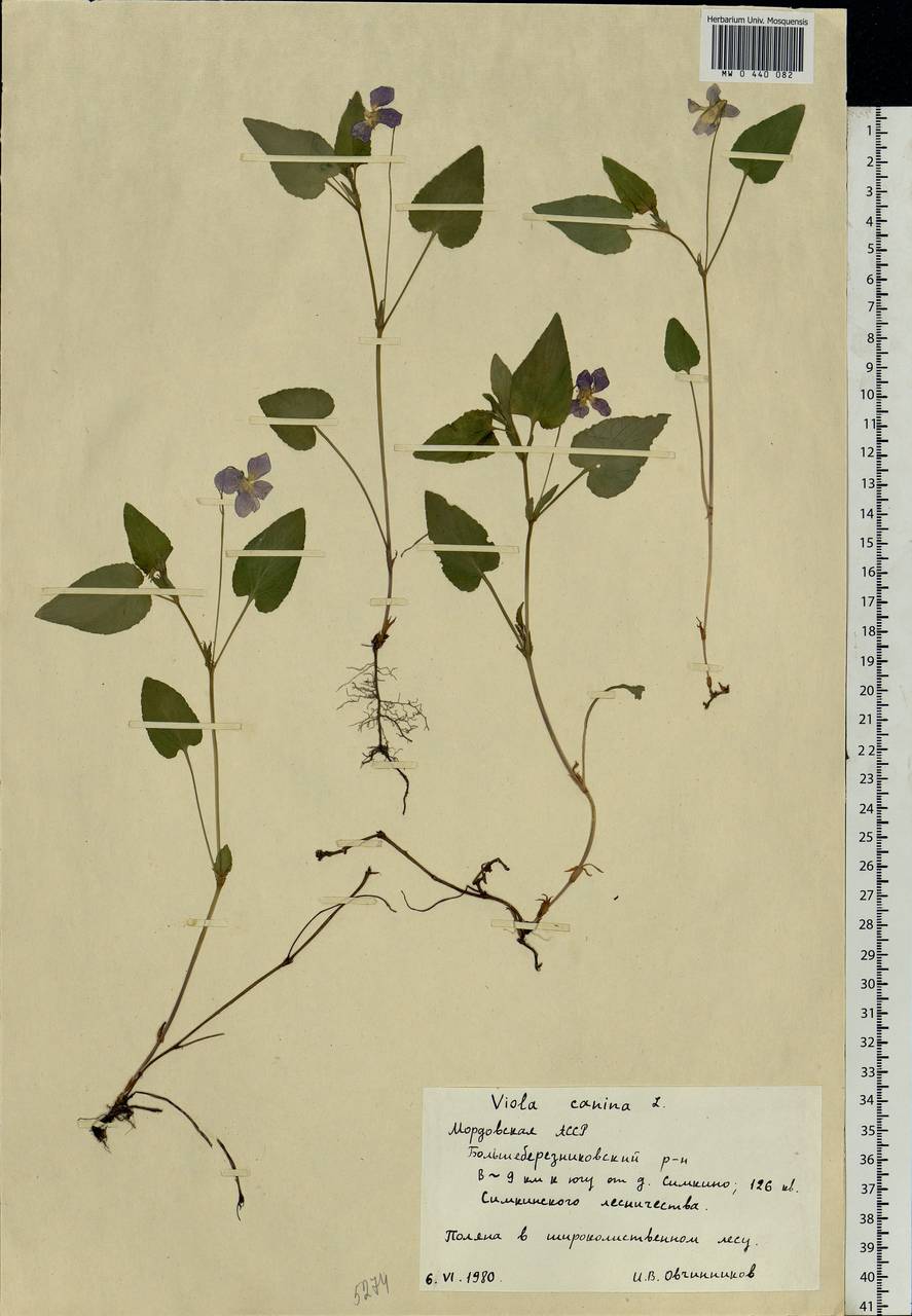 Viola canina L., Eastern Europe, Middle Volga region (E8) (Russia)