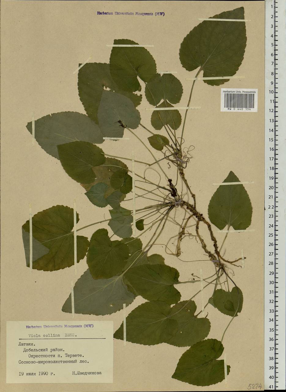 Viola collina Besser, Eastern Europe, Latvia (E2b) (Latvia)