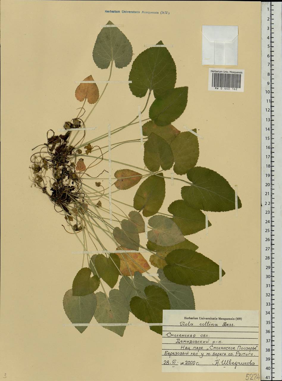 Viola collina Besser, Eastern Europe, Western region (E3) (Russia)