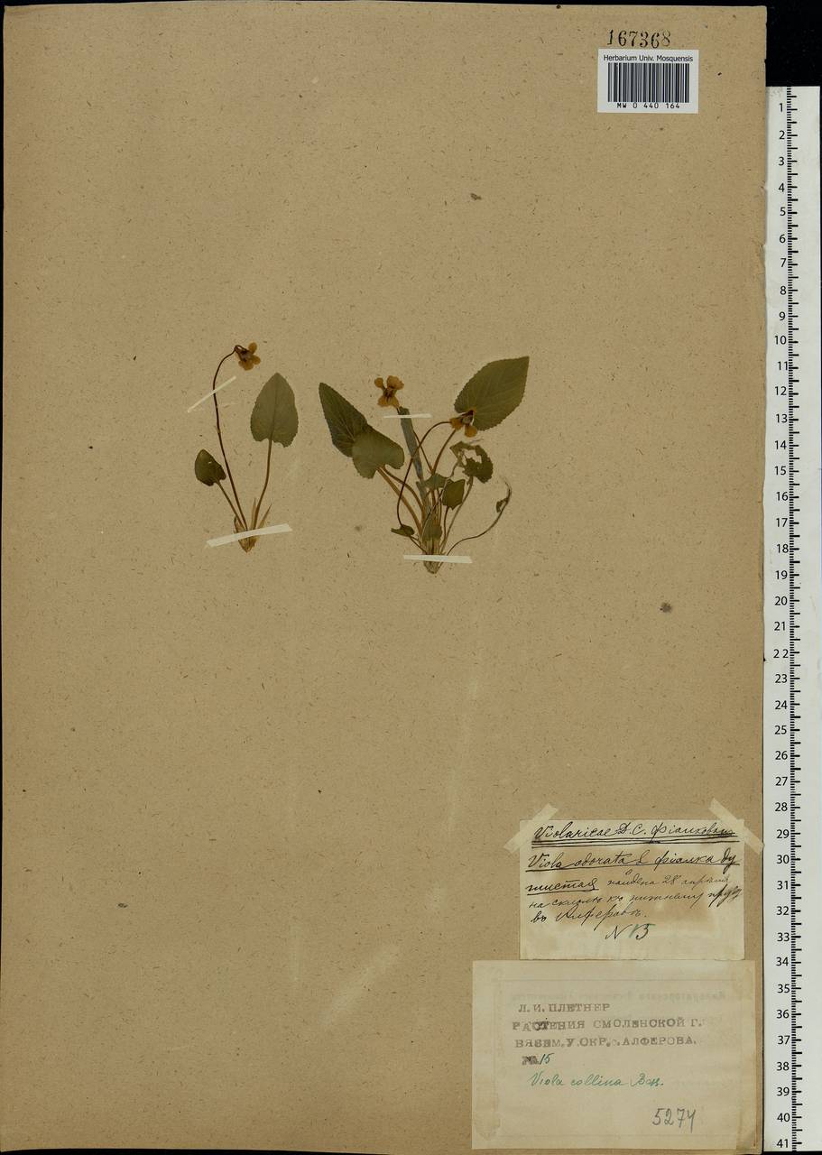 Viola collina Besser, Eastern Europe, Western region (E3) (Russia)