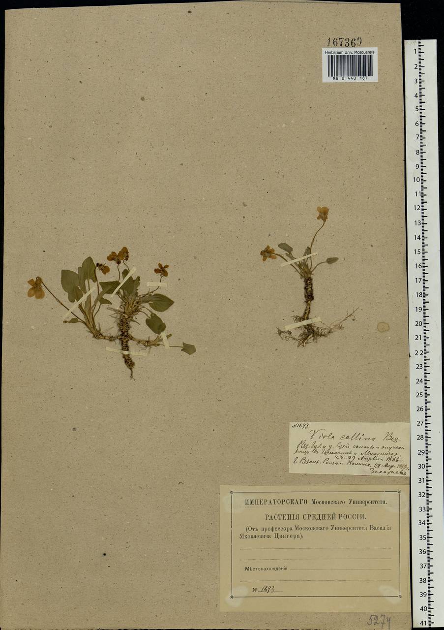 Viola collina Besser, Eastern Europe, Central region (E4) (Russia)