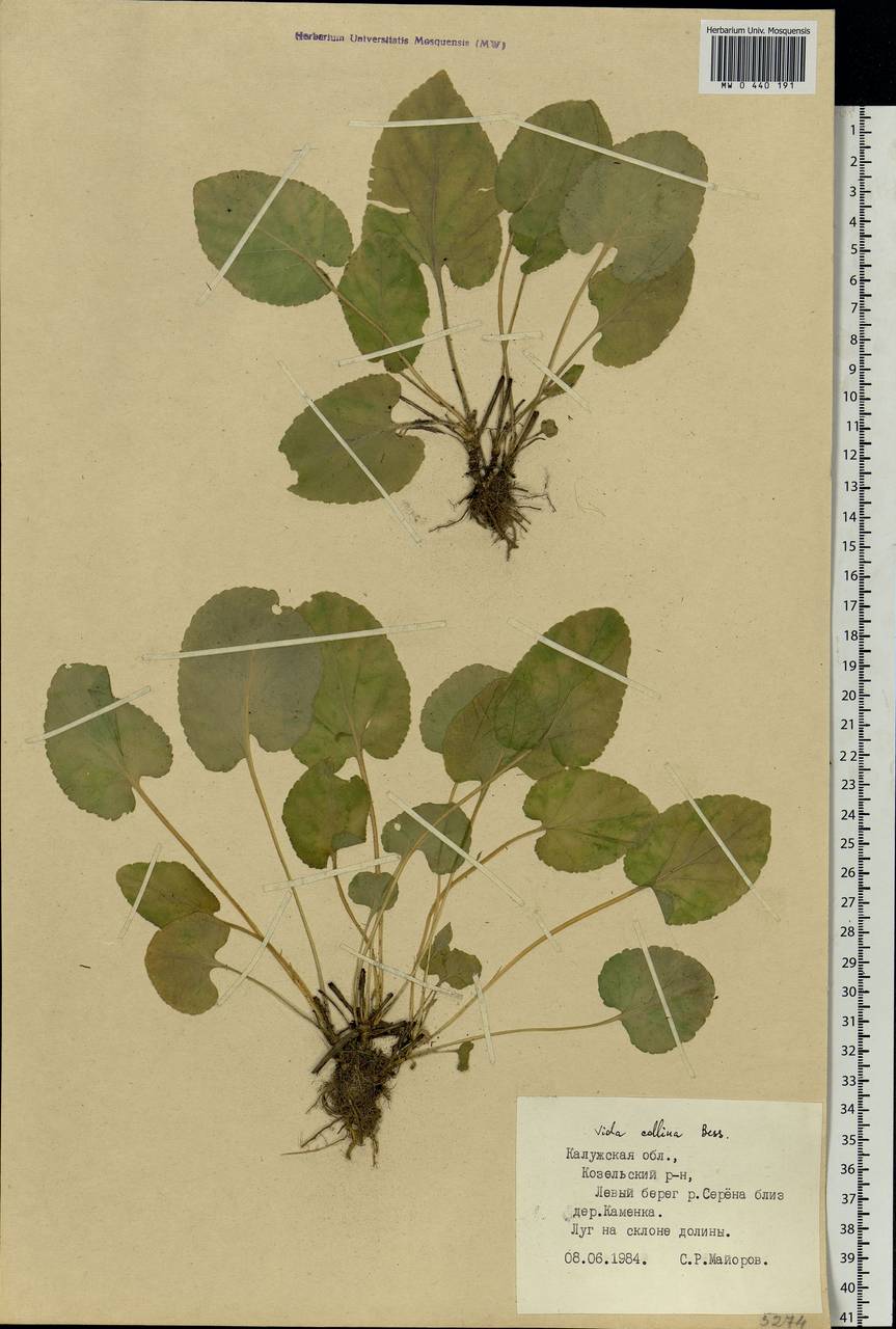 Viola collina Besser, Eastern Europe, Central region (E4) (Russia)