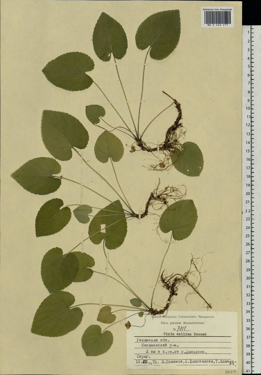 Viola collina Besser, Eastern Europe, Central region (E4) (Russia)