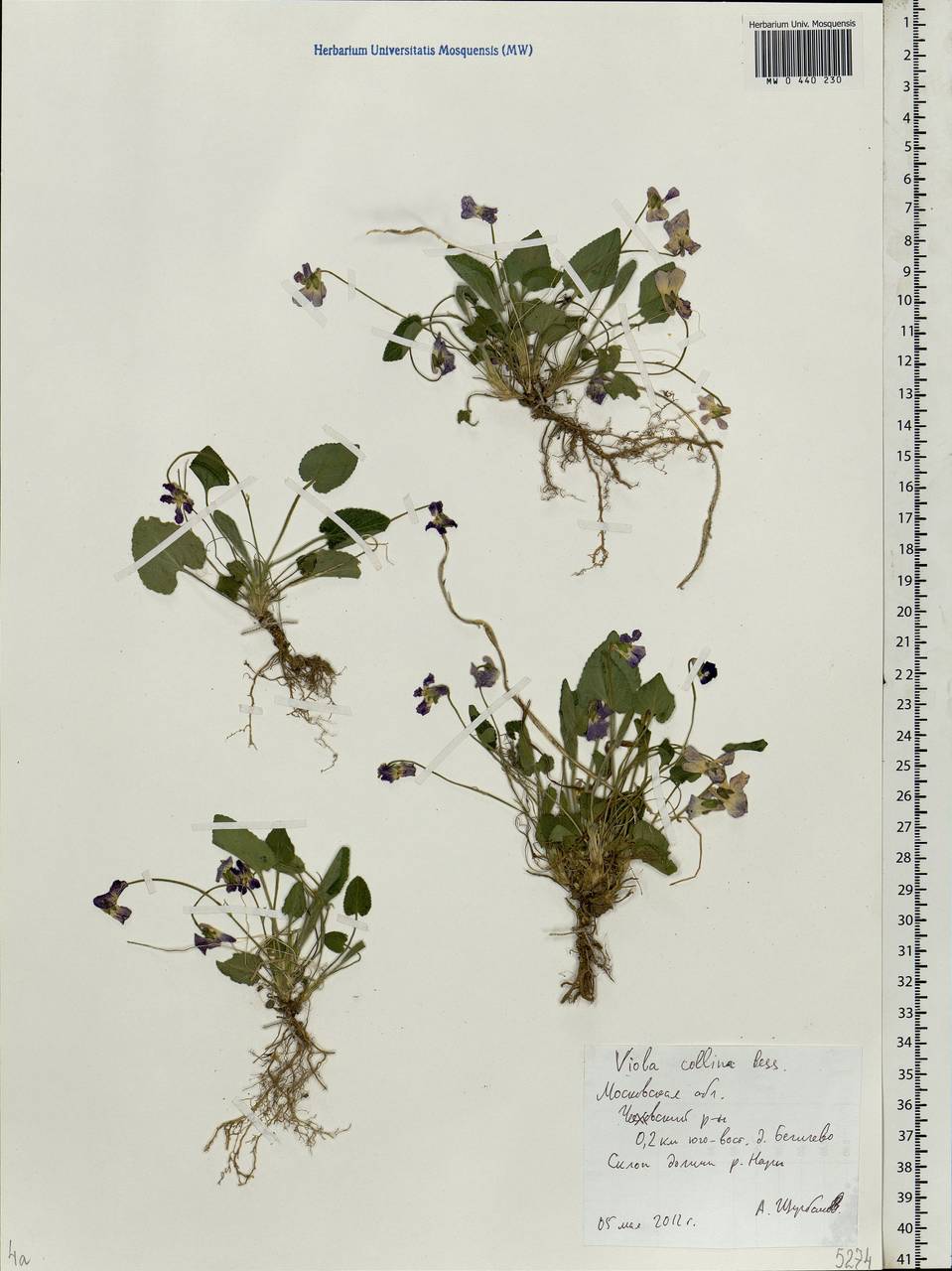 Viola collina Besser, Eastern Europe, Moscow region (E4a) (Russia)