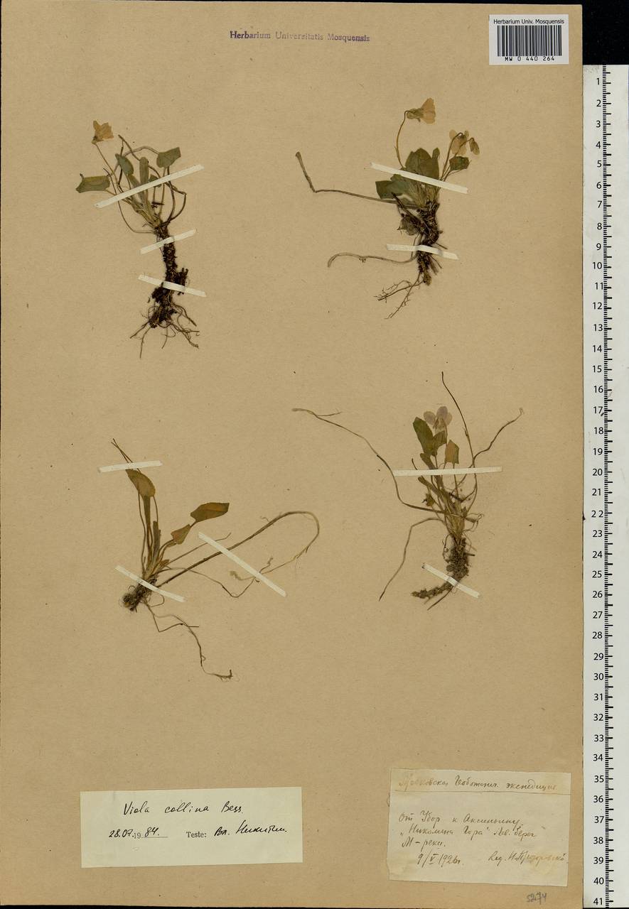 Viola collina Besser, Eastern Europe, Moscow region (E4a) (Russia)