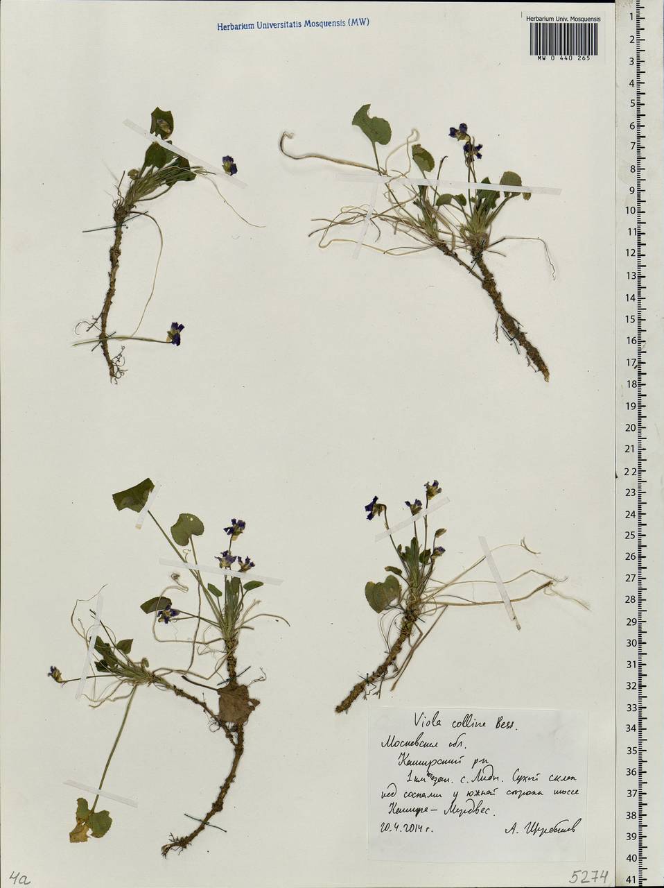 Viola collina Besser, Eastern Europe, Moscow region (E4a) (Russia)