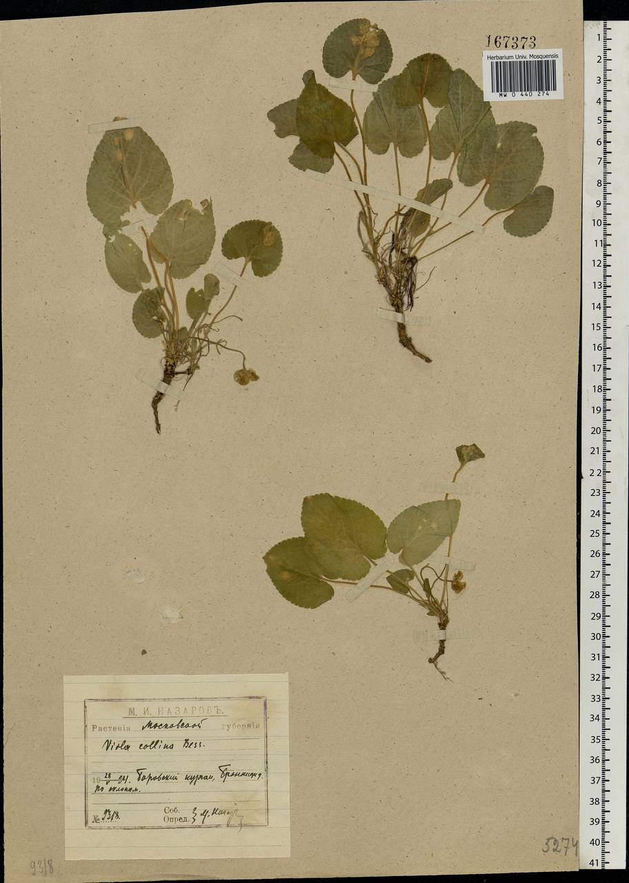 Viola collina Besser, Eastern Europe, Moscow region (E4a) (Russia)