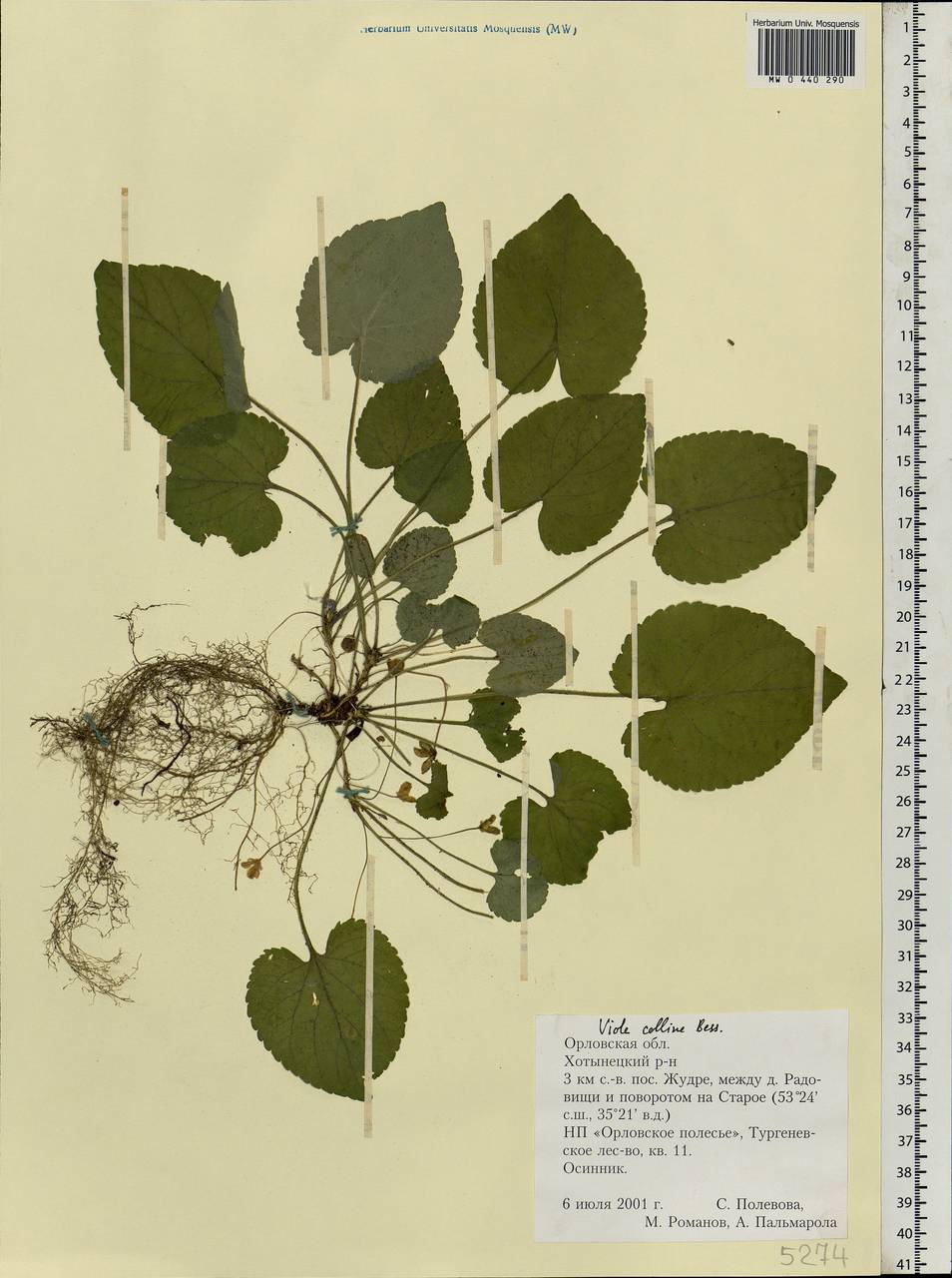 Viola collina Besser, Eastern Europe, Central forest-and-steppe region (E6) (Russia)