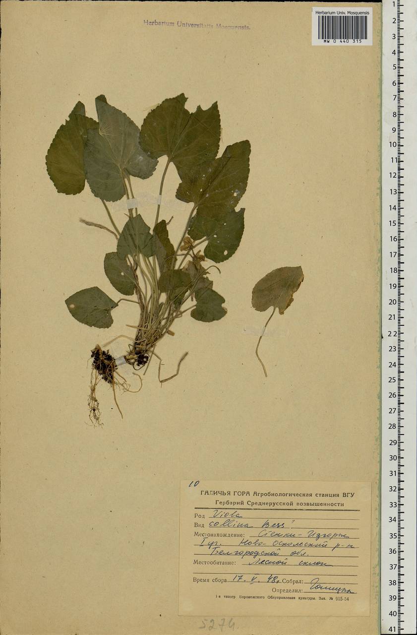 Viola collina Besser, Eastern Europe, Central forest-and-steppe region (E6) (Russia)