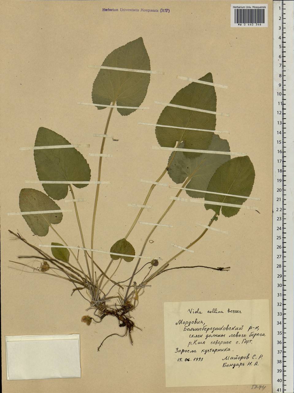 Viola collina Besser, Eastern Europe, Middle Volga region (E8) (Russia)