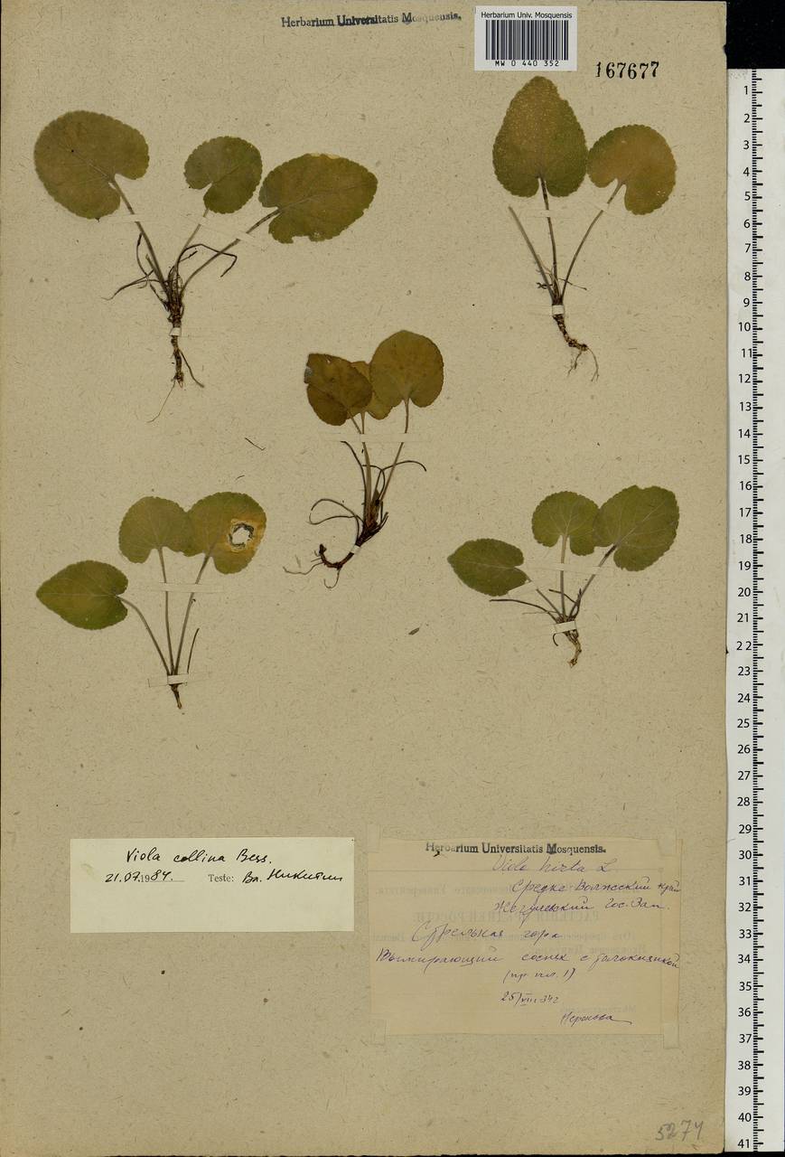 Viola collina Besser, Eastern Europe, Middle Volga region (E8) (Russia)