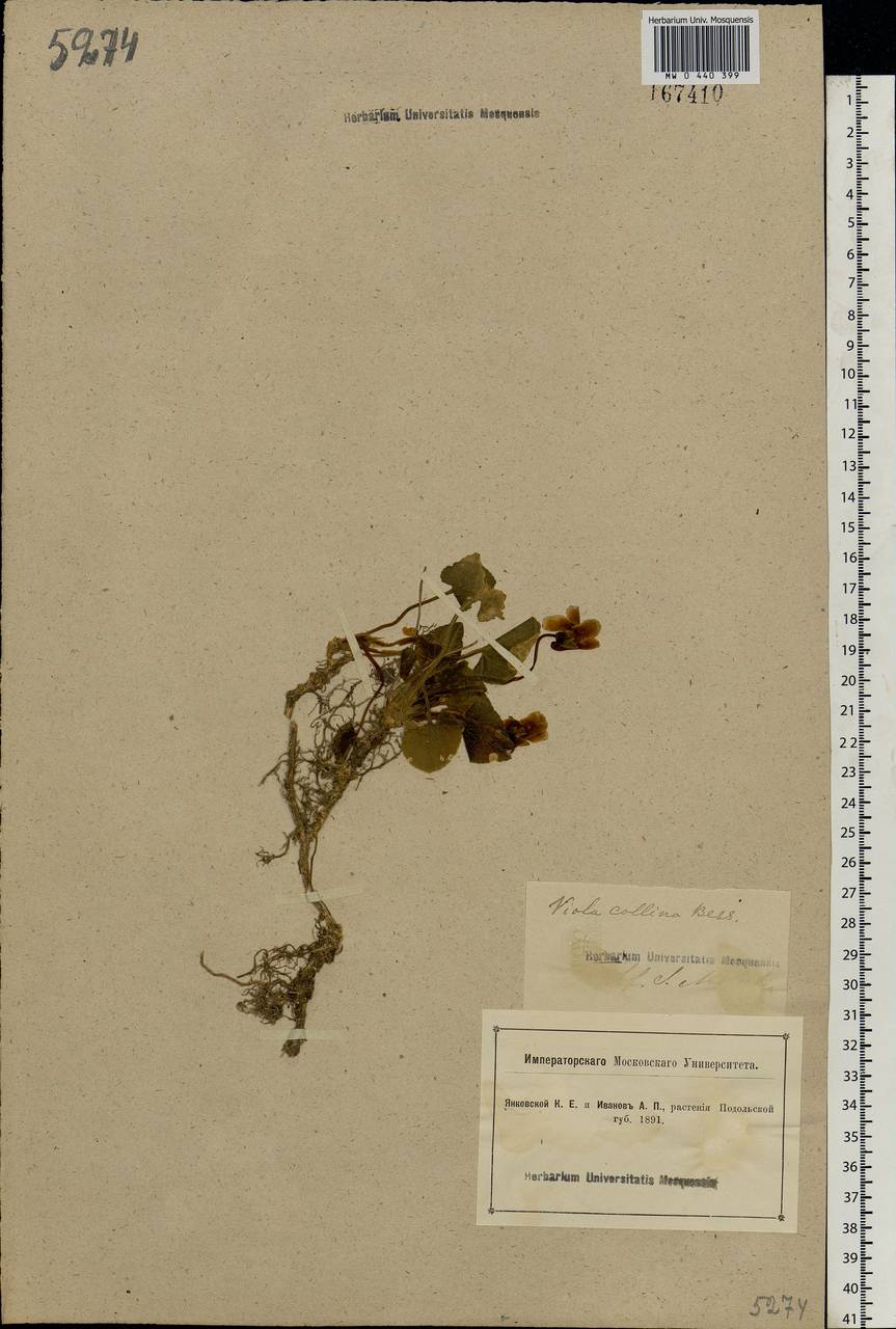 Viola collina Besser, Eastern Europe, South Ukrainian region (E12) (Ukraine)