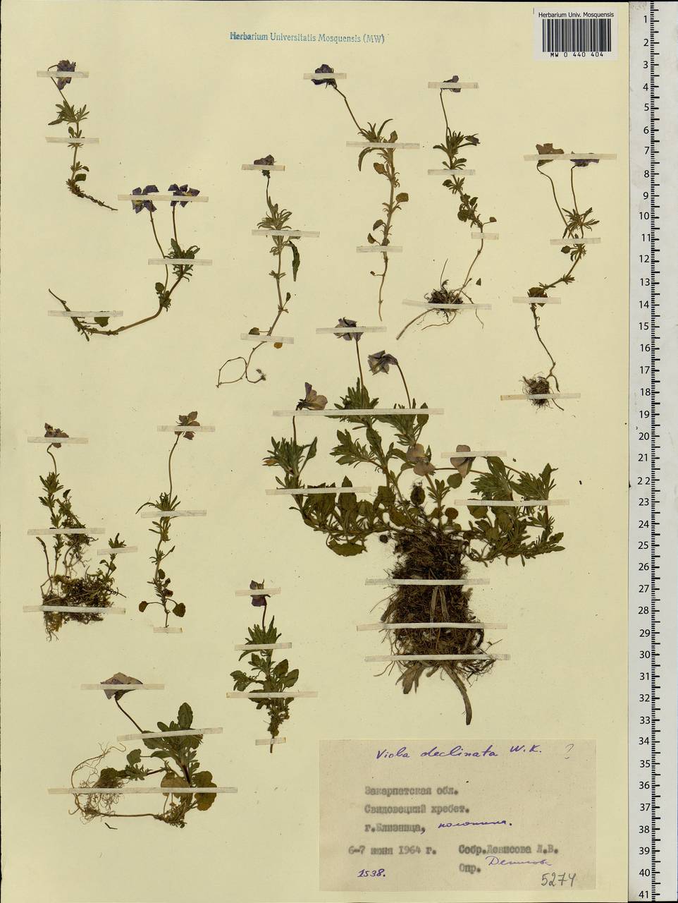 Viola declinata Waldst. & Kit., Eastern Europe, West Ukrainian region (E13) (Ukraine)