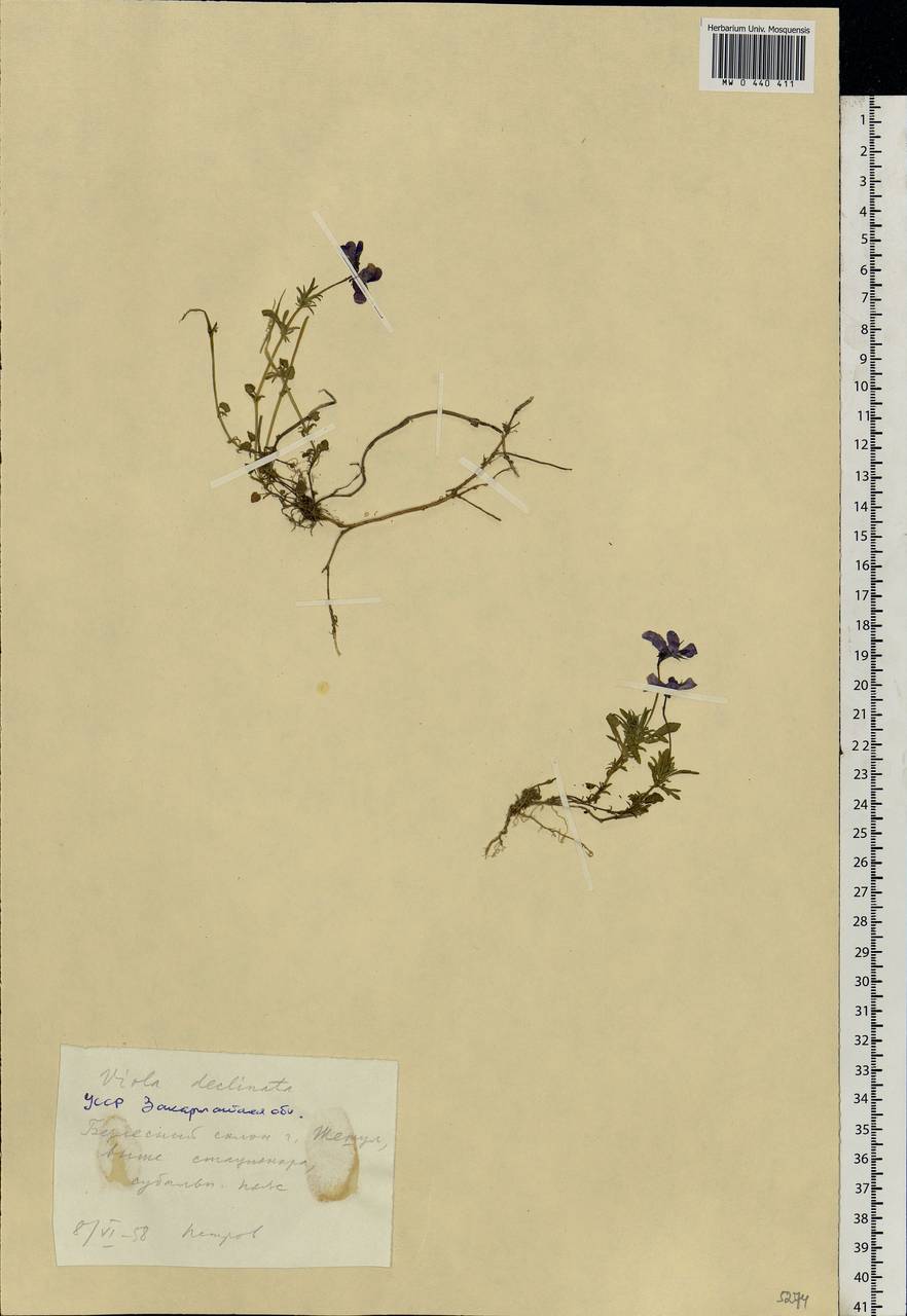 Viola declinata Waldst. & Kit., Eastern Europe, West Ukrainian region (E13) (Ukraine)