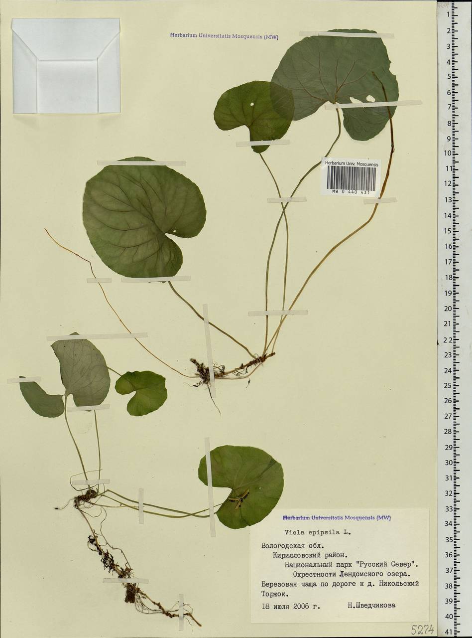 Viola epipsila, Eastern Europe, Northern region (E1) (Russia)