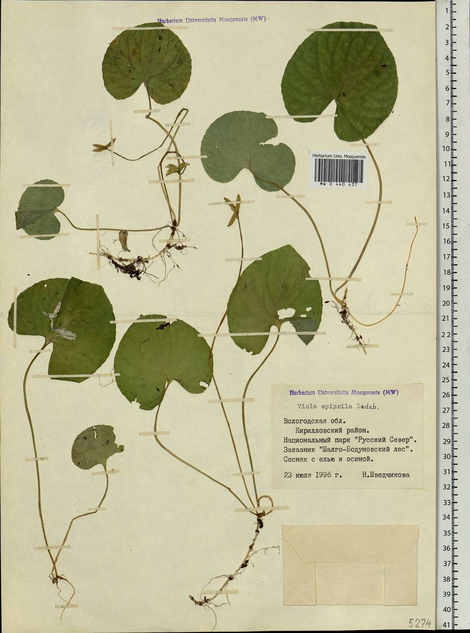 Viola epipsila, Eastern Europe, Northern region (E1) (Russia)