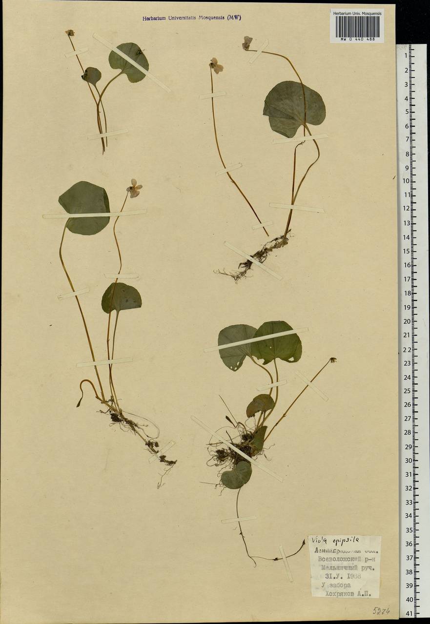 Viola epipsila Ledeb., Eastern Europe, North-Western region (E2) (Russia)