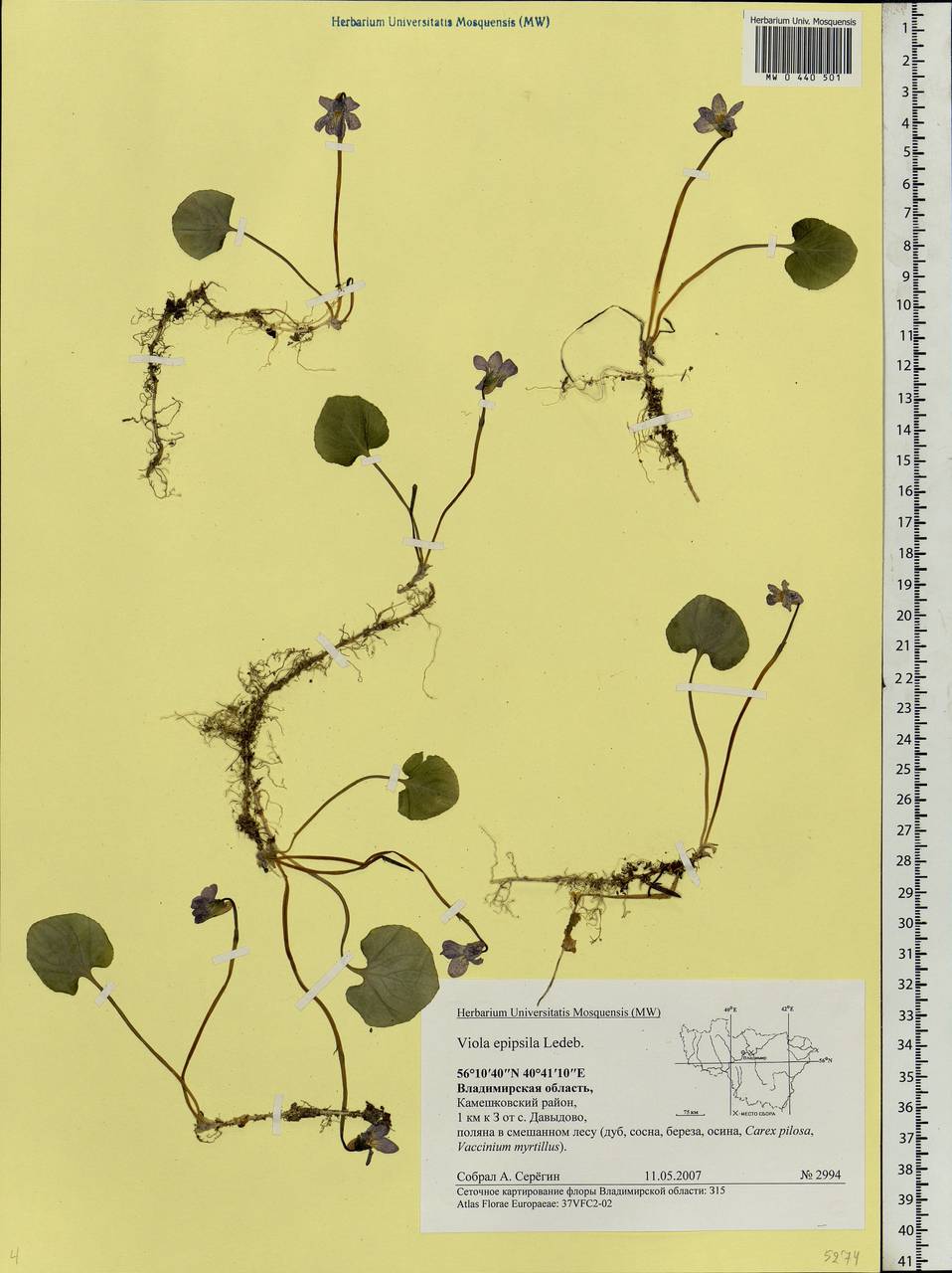 Viola epipsila, Eastern Europe, Central region (E4) (Russia)